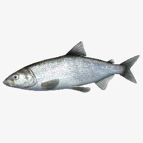 Whitefish (Animated)